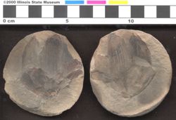 Small image of specimen