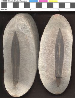 Small image of specimen