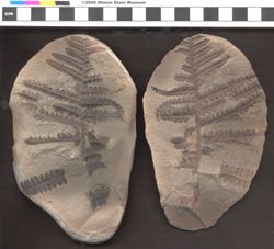 Small image of specimen