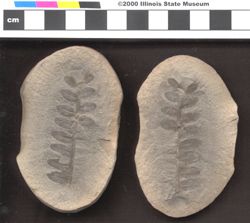 Small image of specimen