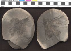 Small image of specimen