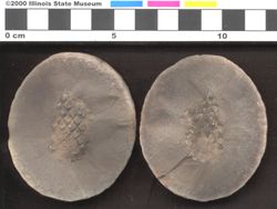 Small image of specimen