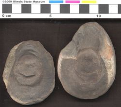 Small image of specimen