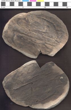 Small image of specimen