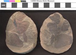 Small image of specimen