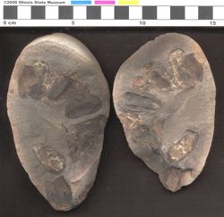 Small image of specimen