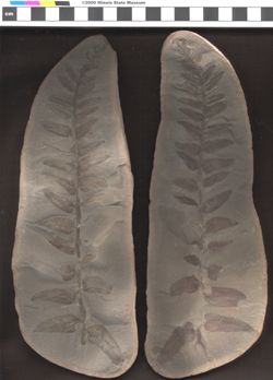 Small image of specimen