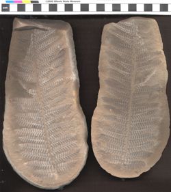 Small image of specimen