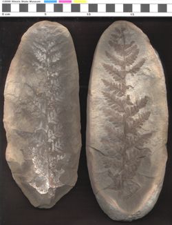Small image of specimen
