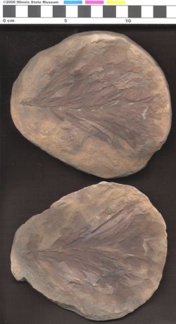 Small image of specimen