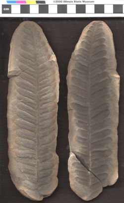 Small image of specimen