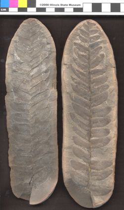 Small image of specimen