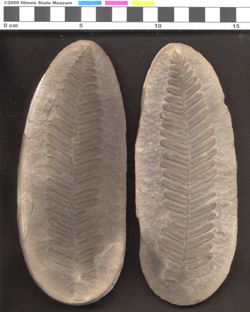 Small image of specimen