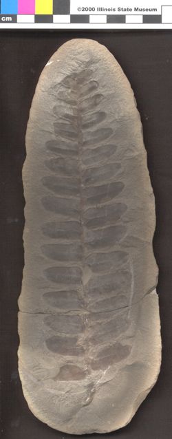 Small image of specimen
