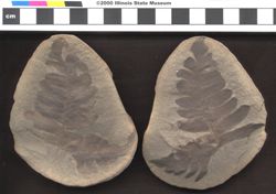 Small image of specimen