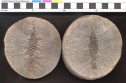 Small image of specimen