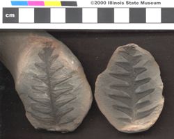Small image of specimen