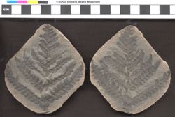 Small image of specimen