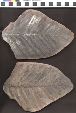 Small image of specimen