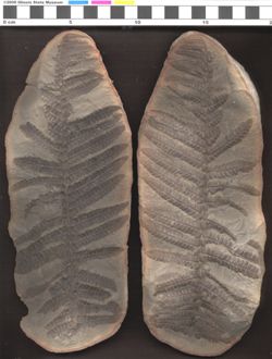 Small image of specimen