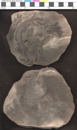 Small image of specimen