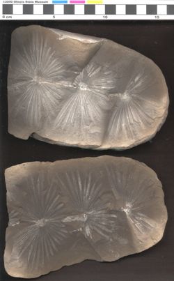 Small image of specimen