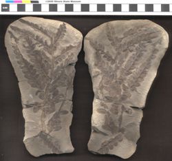Small image of specimen