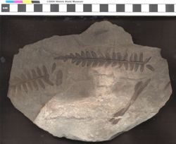 Small image of specimen