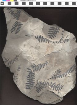 Small image of specimen