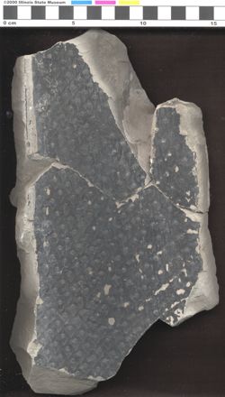 Small image of specimen