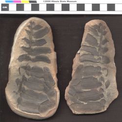 Small image of specimen