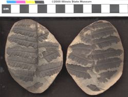 Small image of specimen