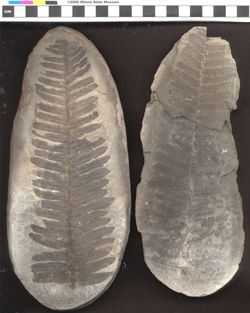 Small image of specimen