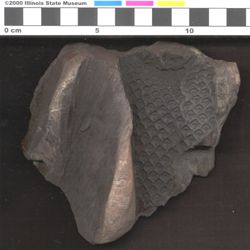 Small image of specimen