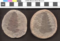 Small image of specimen