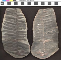 Small image of specimen