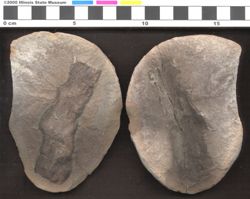 Small image of specimen
