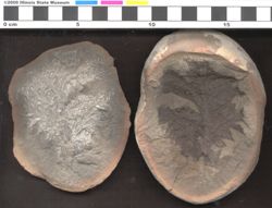 Small image of specimen