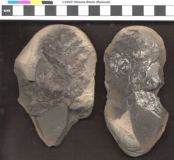 Small image of specimen