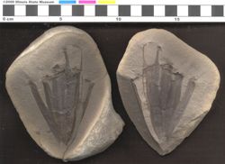 Small image of specimen