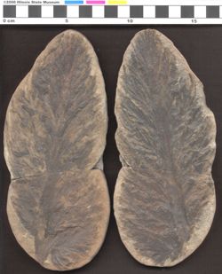 Small image of specimen