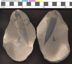 Small image of specimen