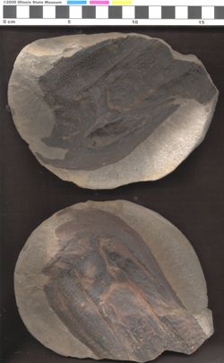 Small image of specimen