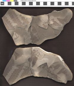 Small image of specimen