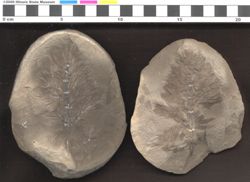 Small image of specimen