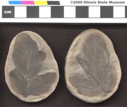 Small image of specimen