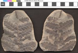 Small image of specimen