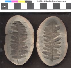 Small image of specimen