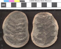 Small image of specimen