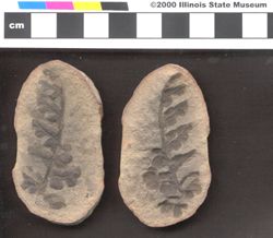 Small image of specimen
